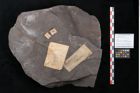Foto (Objekt + Etikett) von Senftenbergia crenata Lindl. et H. (NHMW-GEO-2024-0188-10950)